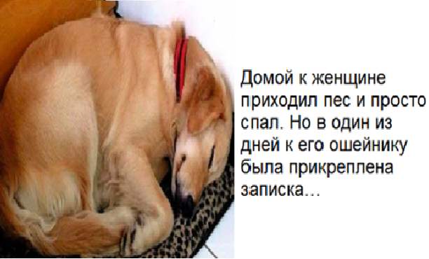 Сон съесть собаку. Про собаку которая приходила поспать. Собака пришла домой. Спавшие легкие собаки. Собака приходит спать.