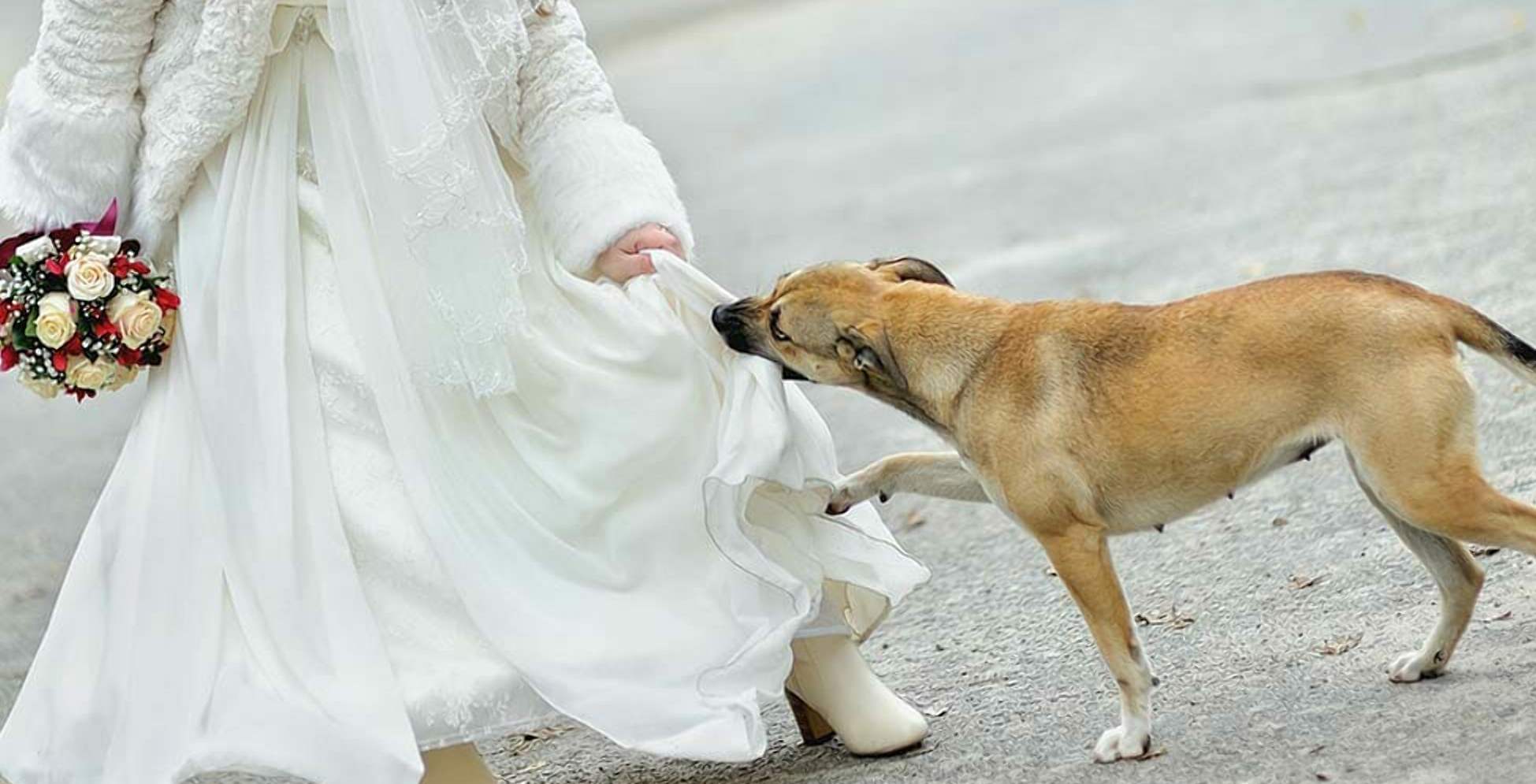 Она стянула с погоны привела. Собаки в свадебных нарядах. Собака в свадебном платье. Свадебная фотосессия с собакой. Собачья свадьба фото.