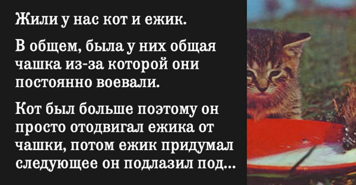 Они постоянно. Юмористический рассказ про кота. Еж и кот рассказ. Смешные рассказы про котов. Рассказ про ежа и кота.